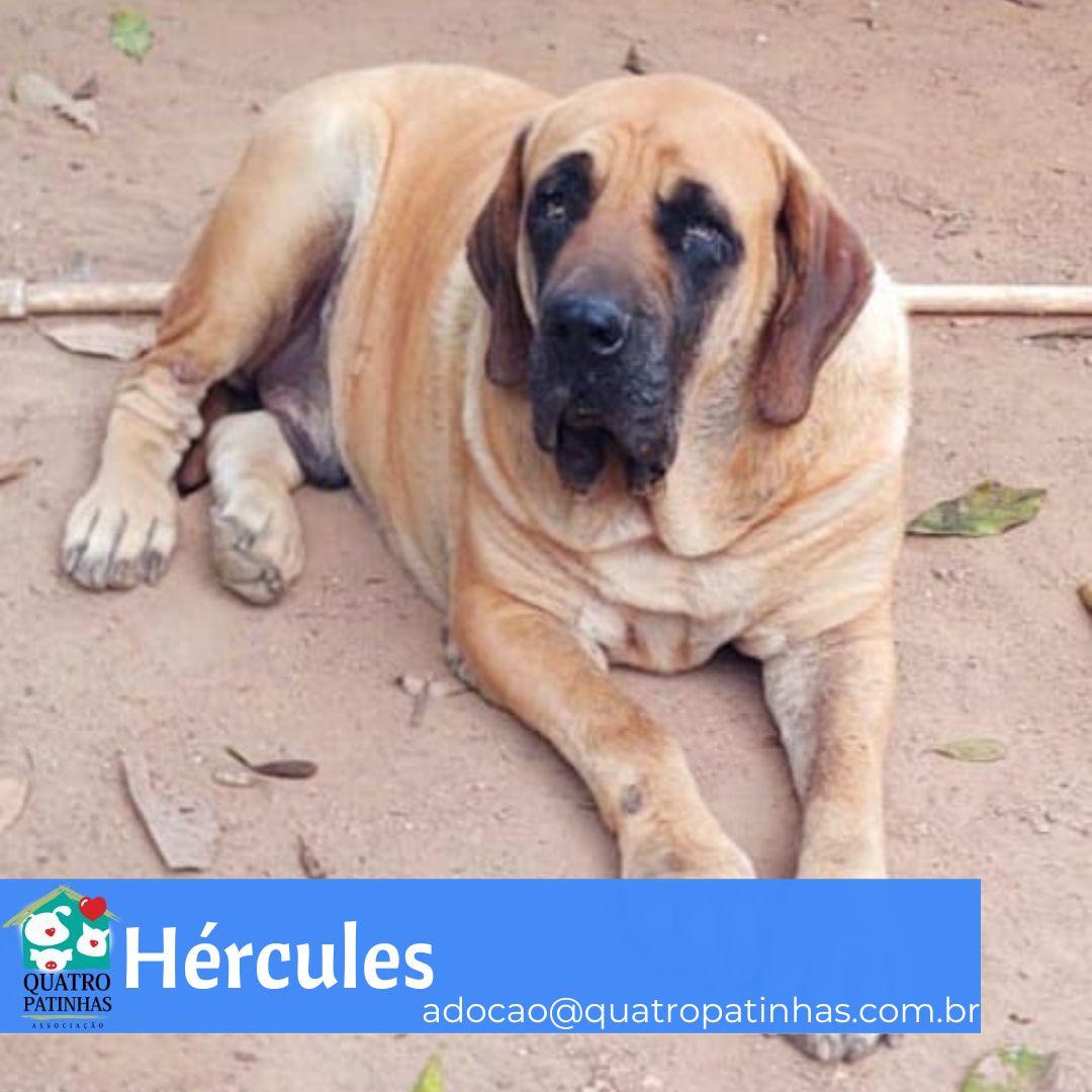 hercules