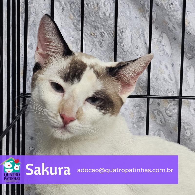 Imagem do WhatsApp de 2025-06-13 à(s) 09.57.35_0e19978e